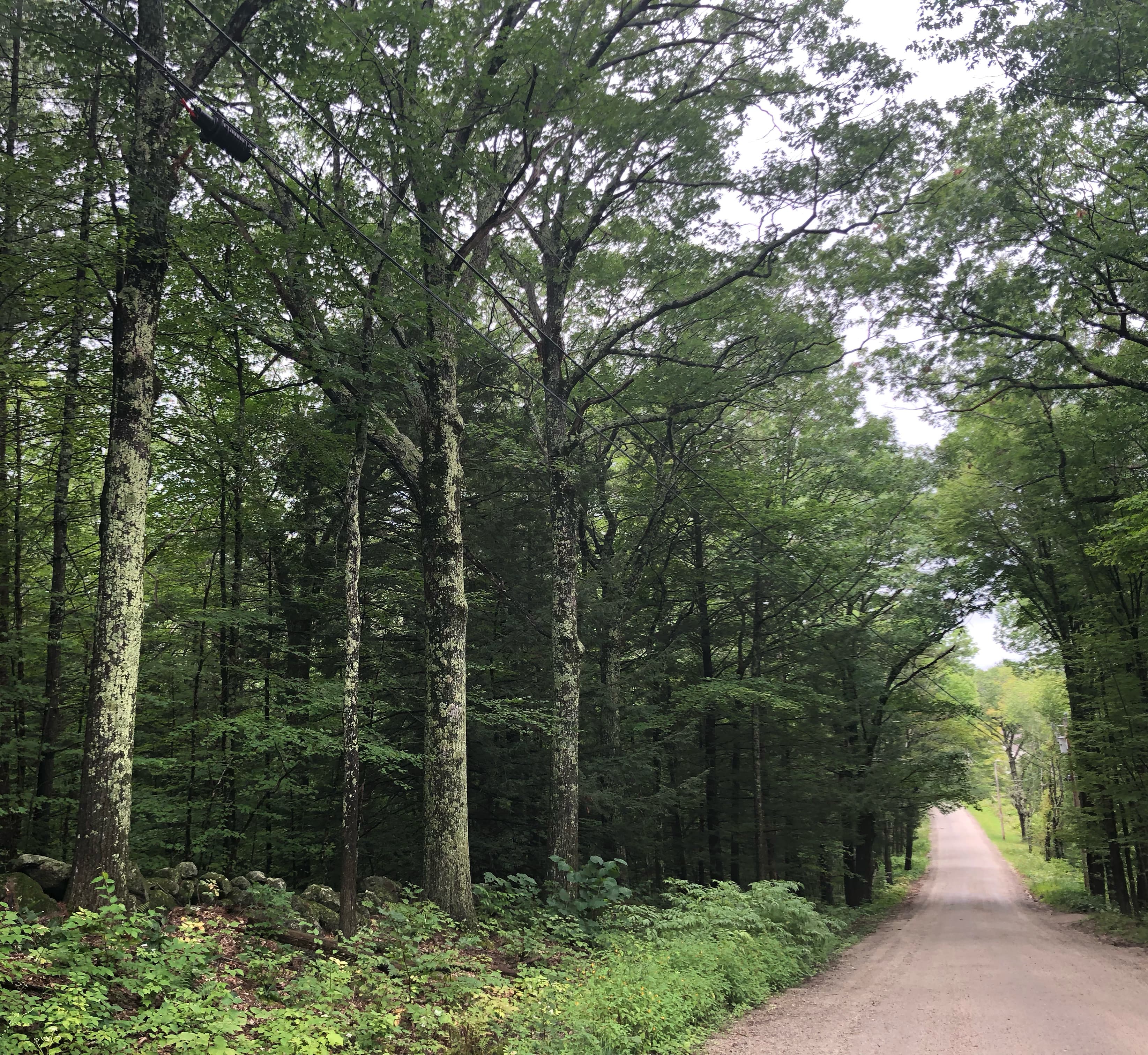 A quiet forest road near Francestown