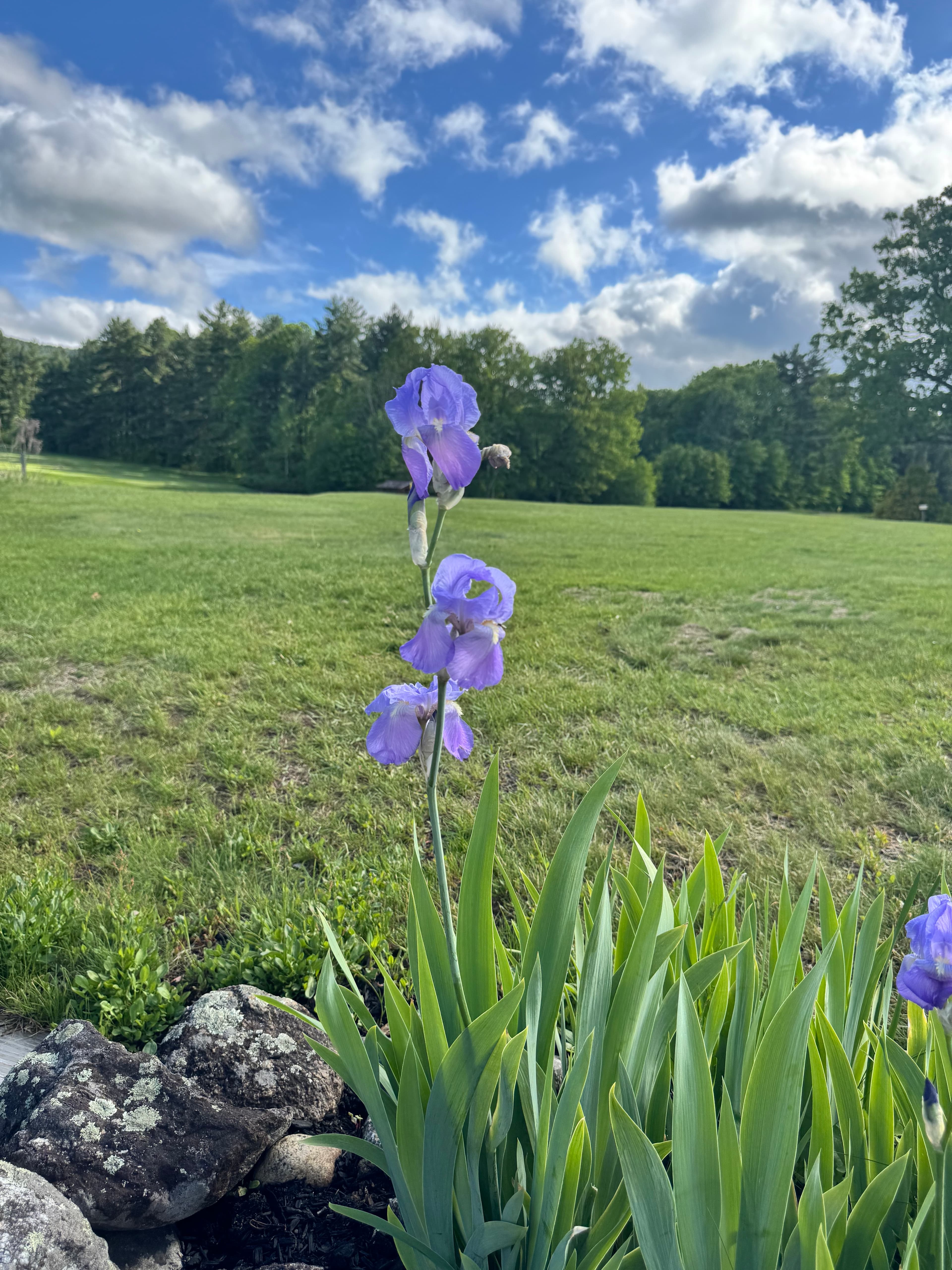 Iris and greenery on the estate